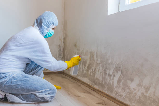 Licensed Mold Removal service in Shiloh, NC - WQB Mold Removal