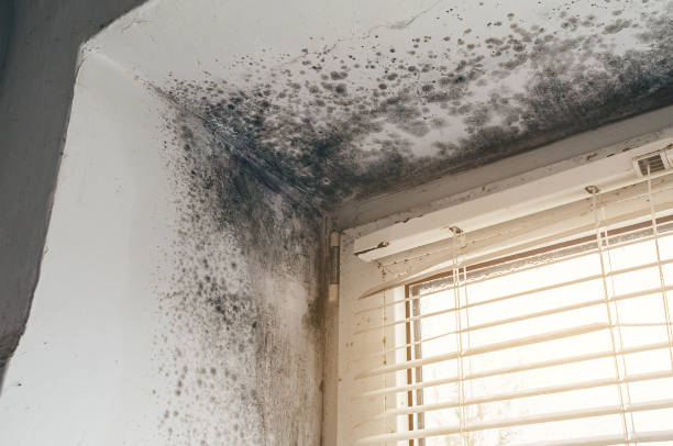 Affordable Mold Removal solutions in Shiloh, NC