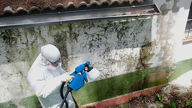 Top rated local Mold Removal specialists in Shiloh, NC